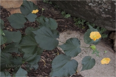 Abutilon neilgherrense